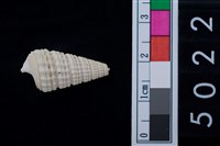 藏品(松山層海貝-鐵尖海蜷)的圖片