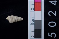 藏品(松山層海貝-鐵尖海蜷)的圖片