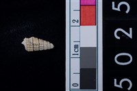 藏品(松山層海貝-鐵尖海蜷)的圖片