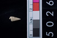 藏品(松山層海貝-鐵尖海蜷)的圖片