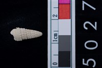 藏品(松山層海貝-鐵尖海蜷)的圖片