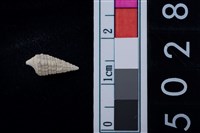 藏品(松山層海貝-鐵尖海蜷)的圖片