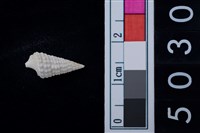 藏品(松山層海貝-鐵尖海蜷)的圖片