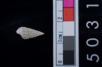 藏品(松山層海貝-鐵尖海蜷)的圖片