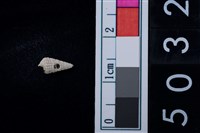 藏品(松山層海貝-鐵尖海蜷)的圖片