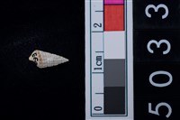 藏品(松山層海貝-鐵尖海蜷)的圖片