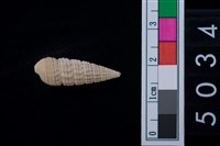 藏品(松山層海貝-鐵尖海蜷)的圖片