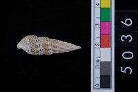 藏品(松山層海貝-燒酒海蜷)的圖片