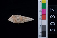 藏品(松山層海貝-燒酒海蜷)的圖片