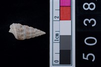 藏品(松山層海貝-燒酒海蜷)的圖片