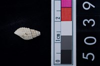 藏品(松山層海貝-螺紋)的圖片