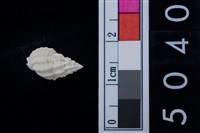 藏品(松山層海貝-螺紋)的圖片