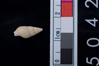 藏品(松山層海貝-稚螺)的圖片