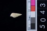 藏品(松山層海貝-稚螺)的圖片