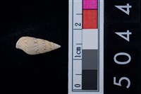 藏品(松山層海貝-稚螺)的圖片