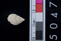藏品(松山層海貝-螺紋)的圖片