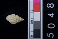 藏品(松山層海貝-螺紋)的圖片