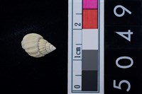 藏品(松山層海貝-螺紋)的圖片