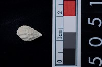 藏品(松山層海貝-螺紋)的圖片