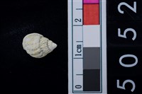 藏品(松山層海貝-螺紋)的圖片