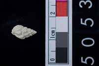 藏品(松山層海貝-螺紋)的圖片