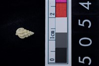 藏品(松山層海貝-螺紋)的圖片