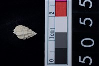 藏品(松山層海貝-螺紋)的圖片