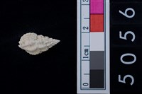 藏品(松山層海貝-螺紋)的圖片