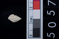 藏品(松山層海貝-螺紋)的圖片