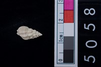 藏品(松山層海貝-螺紋)的圖片