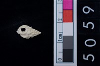 藏品(松山層海貝-螺紋)的圖片