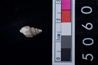 藏品(松山層海貝-螺紋)的圖片