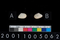 藏品(松山層海貝-色雷西蛤)的圖片