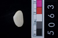 藏品(松山層海貝-色雷西蛤)的圖片