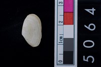 藏品(松山層海貝-色雷西蛤)的圖片