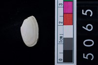 藏品(松山層海貝-色雷西蛤)的圖片