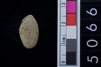 藏品(松山層海貝-色雷西蛤)的圖片