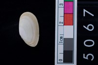 藏品(松山層海貝-色雷西蛤)的圖片