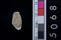 藏品(松山層海貝-色雷西蛤)的圖片