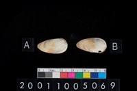 藏品(松山層海貝-蛤)的圖片