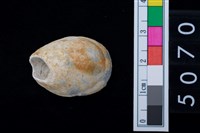 藏品(松山層海貝-龍螺)的圖片