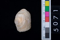 藏品(松山層貝)的圖片