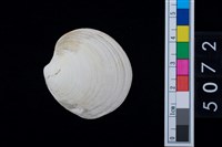 藏品(松山層海貝-環紋螺)的圖片