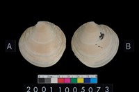 藏品(松山層海貝-環紋螺)的圖片