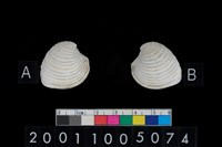 藏品(松山層海貝-奶油蛋糕簾蛤)的圖片