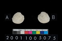 藏品(松山層海貝-奶油蛋糕簾蛤)的圖片