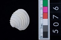 藏品(松山層海貝-奶油蛋糕簾蛤)的圖片