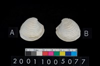 藏品(松山層海貝-蛤)的圖片