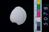 藏品(松山層海貝-蛤)的圖片