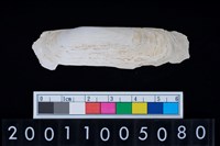 藏品(松山層海貝-白光竹蟶)的圖片